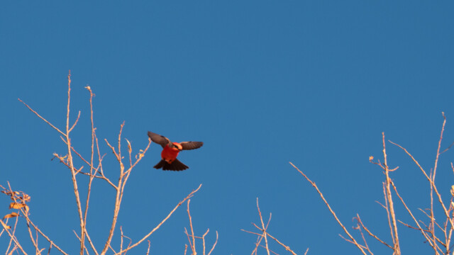 ... fliegt um die Äste herum und landet wieder;