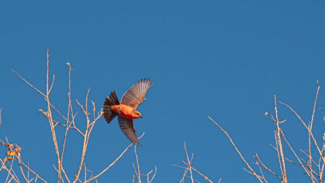 ... zeigt uns immer wieder sein Können...
