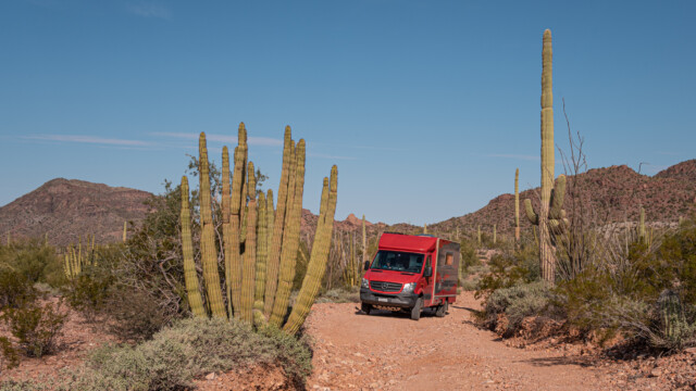 Jupi zwischen den Kakteen