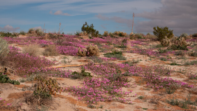 Sonora - die grünste resp. farbigste Wüste der Erde
