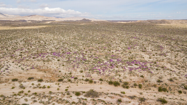 Drohnenansicht: Wenn man genau hinschaut, sieht man in der Wüste überall Blumenfelder;