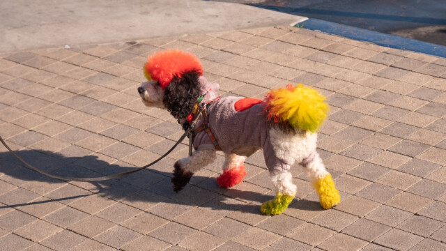 ob der auch an Bord geht?