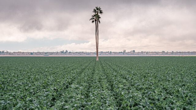 Blumenkohlfeld mit Palmen