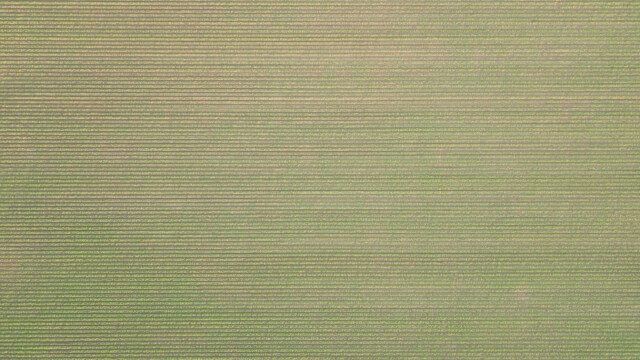 Eisbergsalat von oben