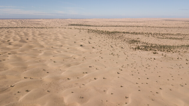 riesige Ausmasse, immer wieder hat es Büsche