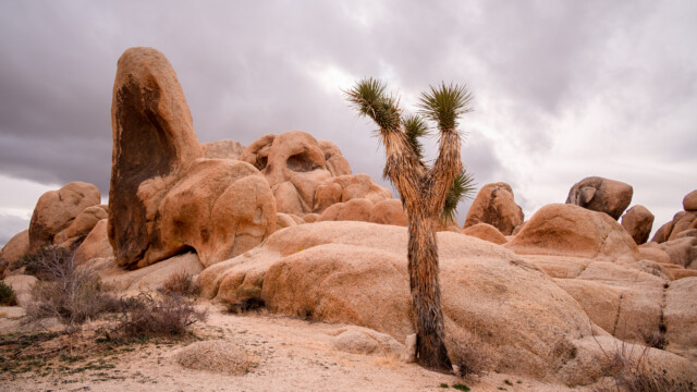 sie wachsen auch inmitten von Felsen