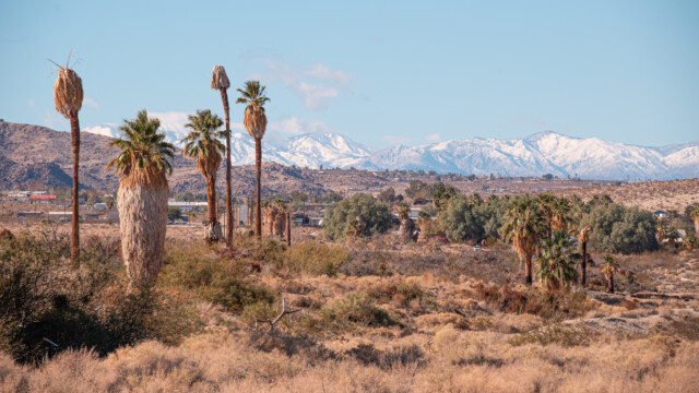 auch Palmen wachsen hier
