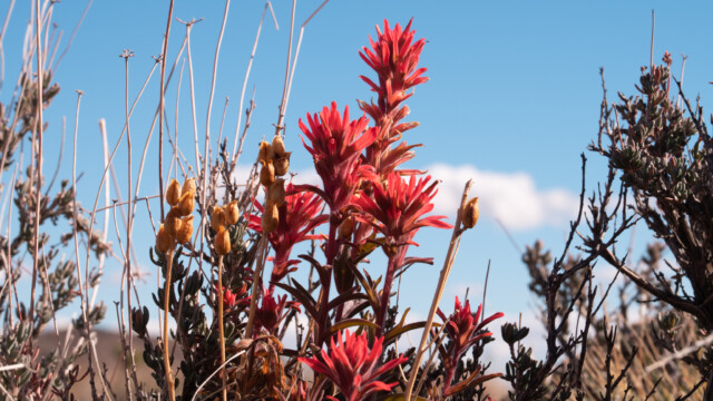 diese wird hier Paintbrush genannt (Castilleja)