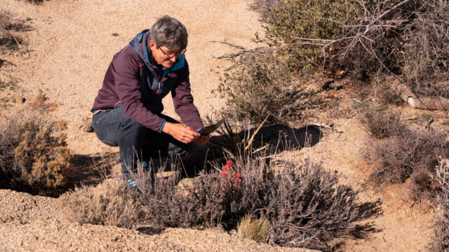 und erste Blumen blühen