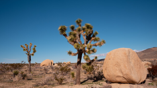 sehr schönes Exemplar