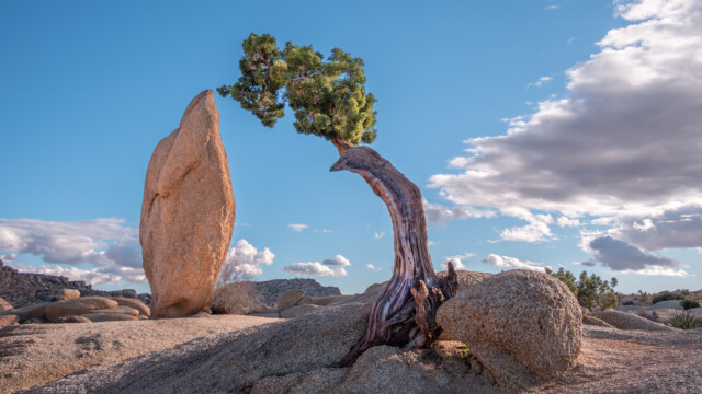 ein Bonsai Baum vor einem Felsen