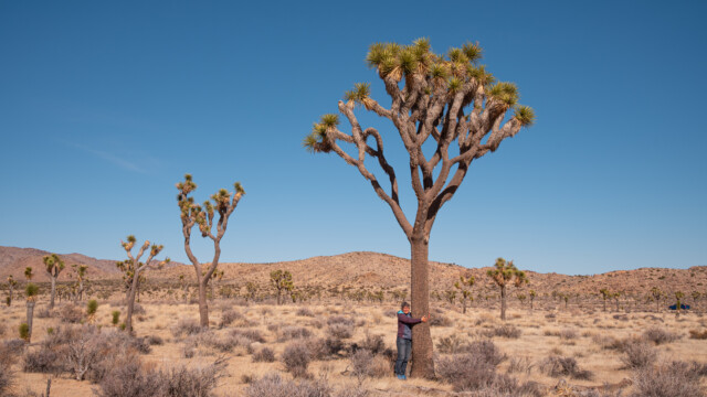 bis zu 12m gross werden sie