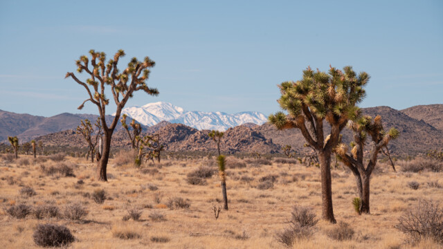 Joshua-Bäume vor Schneebergen