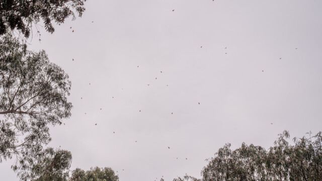 viele Monarch-Falter in der Luft