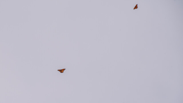 zwei Exemplare im Flug etwas näher