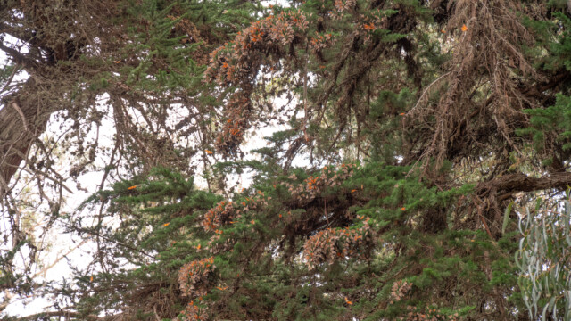 sie hängen in Gruppen an diversen Ästen in den Bäumen