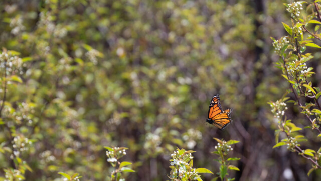 einsamer östlicher Monarch-Falter vom 23. Mai in Nova-Scotia