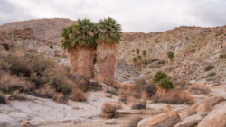 Palmen in der Wüste