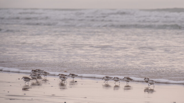 Sanderlinge, Watvögel