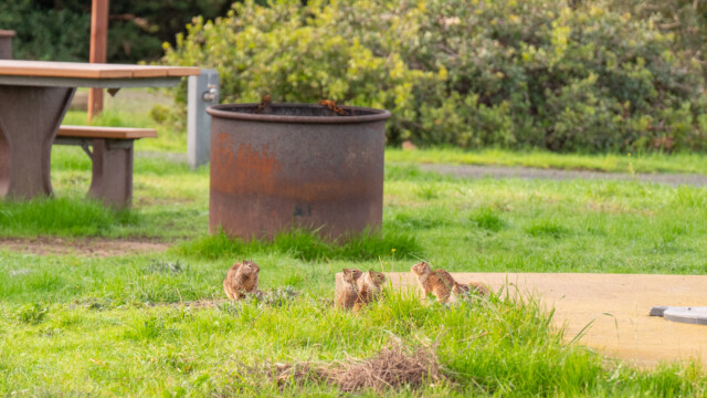 Erdhörnchen auf dem Campingplatz