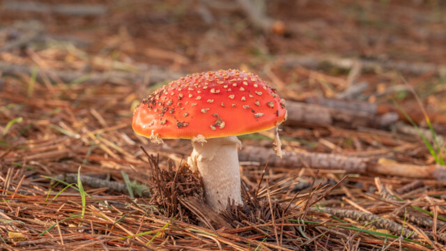 schöner Fliegenpilz