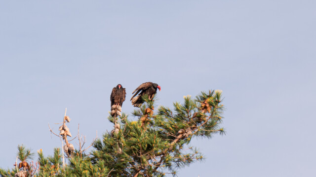 Truthahngeier, früh am Morgen
