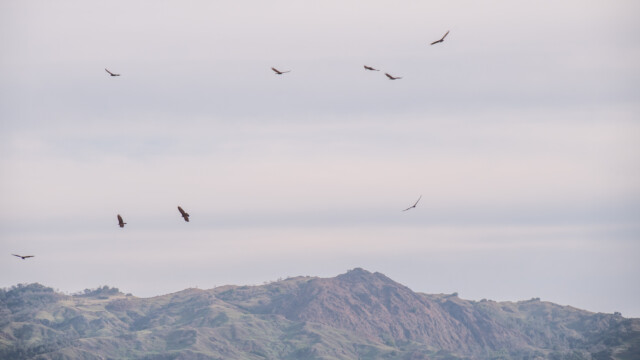 und schon kreisen sie im Aufwind