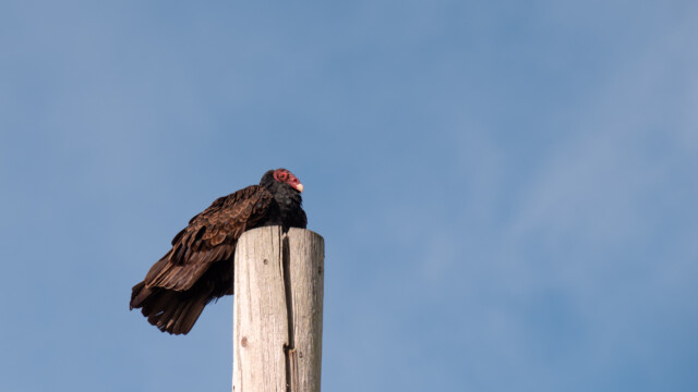 macht er gerade ein Nickerchen?