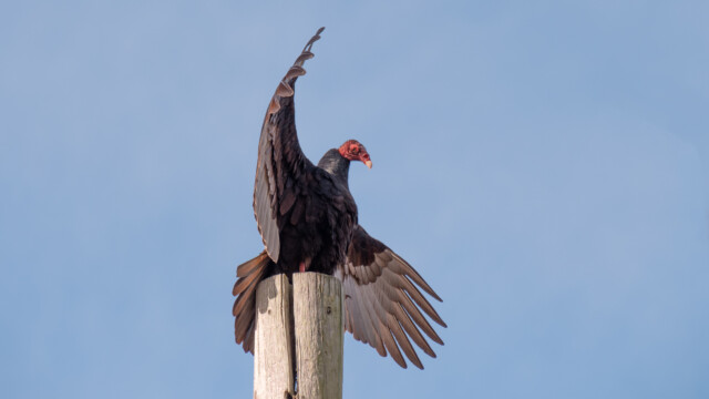 Flügel trocknen wie die Kormorane...