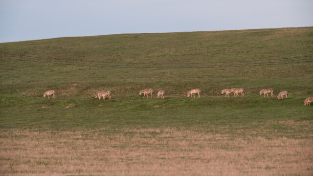 Zebras in einem riesigen Gehege neben der Strasse