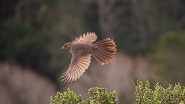 Kalifornische Grundammer