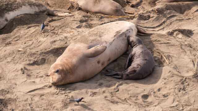 Junger See-Elefant ist gerade am Trinken