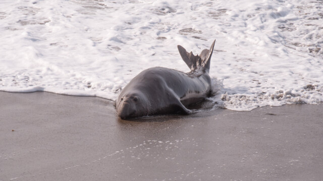 Männchen lässt sich an den Strand treiben