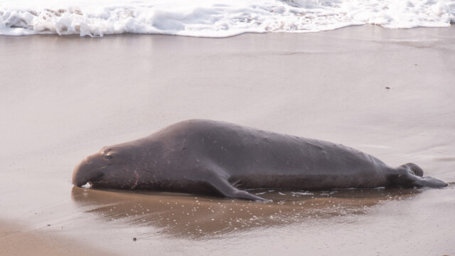 hier sieht man, warum die Tiere See-Elefanten heissen