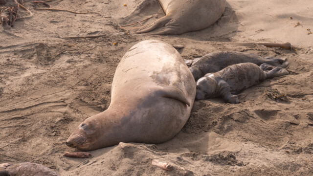 gemäss den Freiwilligen gibt es keine Zwillinge und es werden auch nicht fremde Junge gesäugt, doch hier ist der Gegenbeweis...