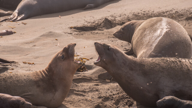 ... oft sind nicht alle gleicher Meinung