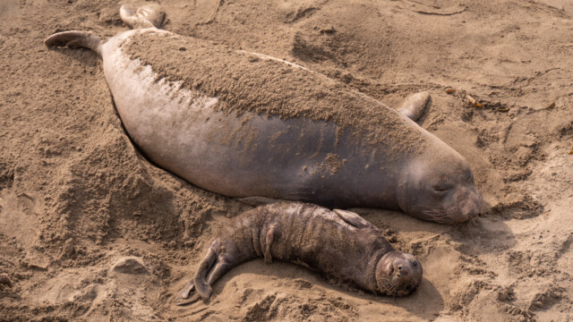 bei diesem Jungen sieht man noch die Nabelschnur