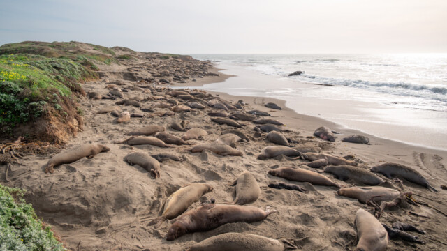 See-Elefanten Kolonie