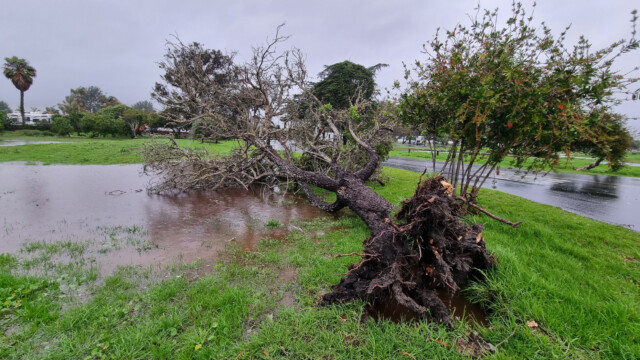 mehrere Bäume werden auf dem Campingplatz entwurzelt