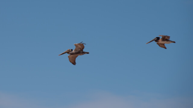 ... Pelikane sind aber leider das einzige, was wir fliegen sehen