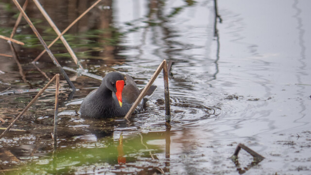 amerikanisches Teichhuhn