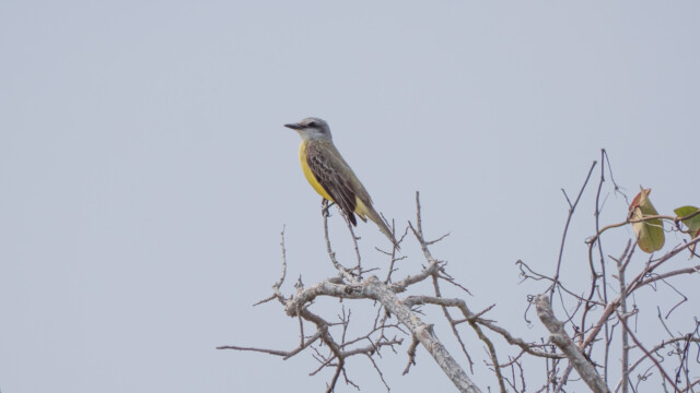 Texas-Tyrann - sieht jetzt gar nicht gefährlich aus