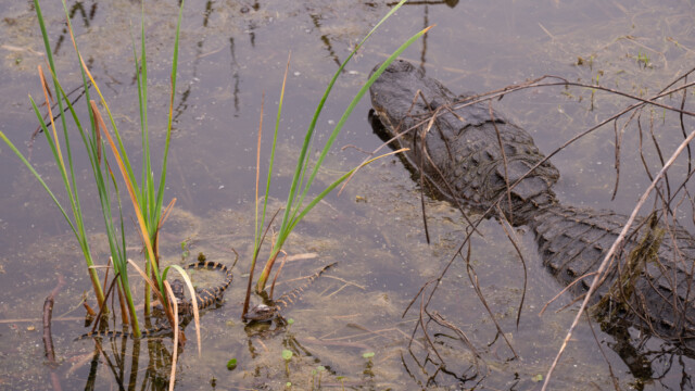 Alligator, links einige der Jungen