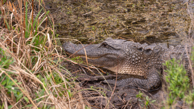 freut sich schon auf die nächste Mahlzeit