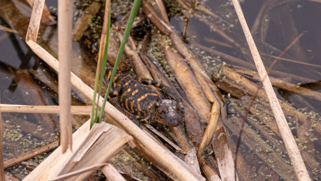 sieht doch irgendwie schnuggig aus...