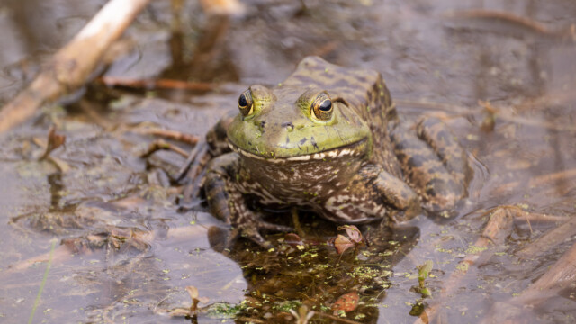 Ochsenfrosch, ziemlich gross