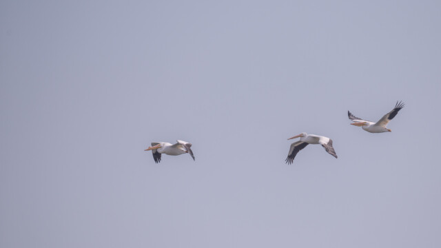 amerikanische Weiss-Pelikane