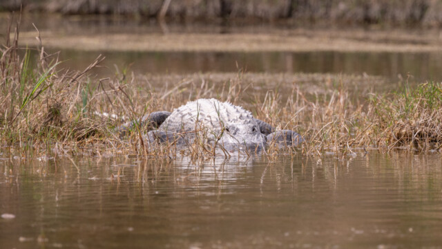 versucht sich klein zu machen
