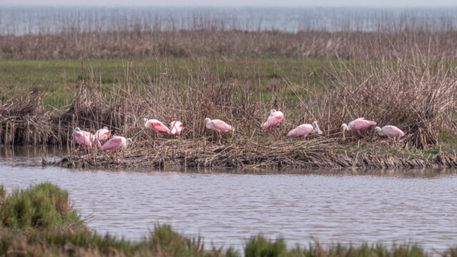 ... man beachte die Form der Schnäbel
