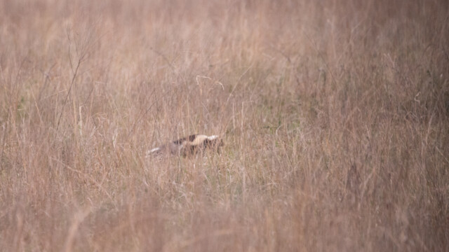 ein Stinktier rennt neben Jupi durch